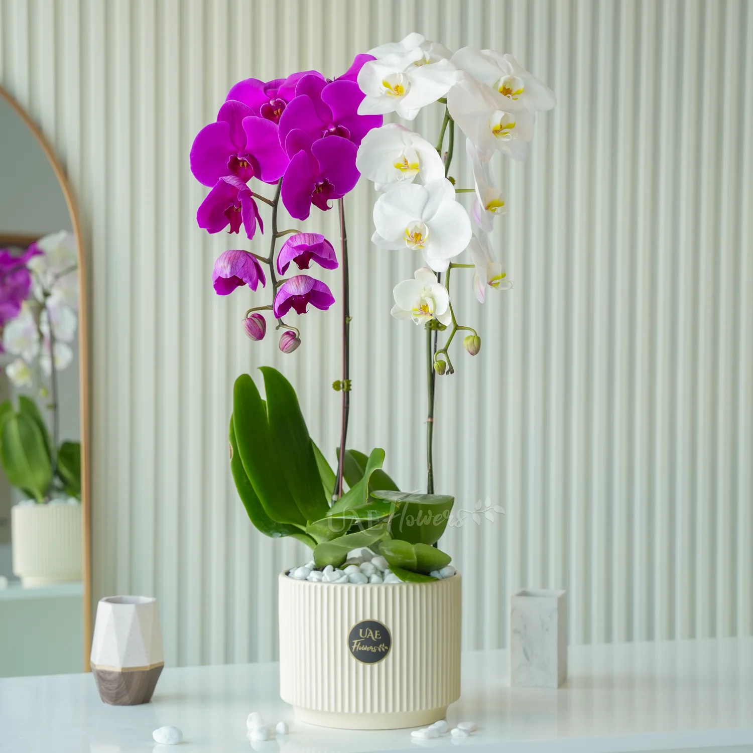 purple and white orchid plant in a pot.