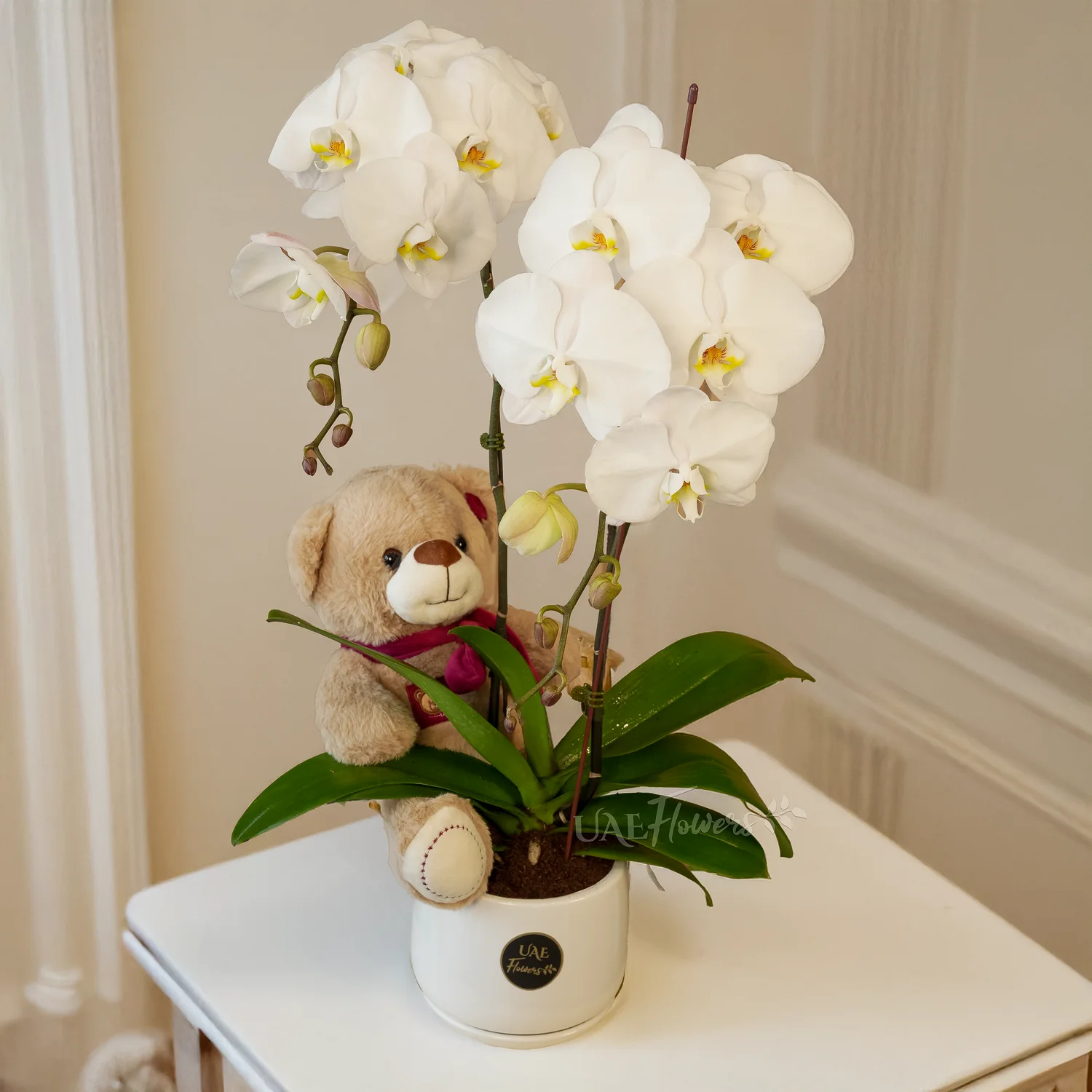 white Phalaenopsis orchid plant in a pot & small brown teddy bear.