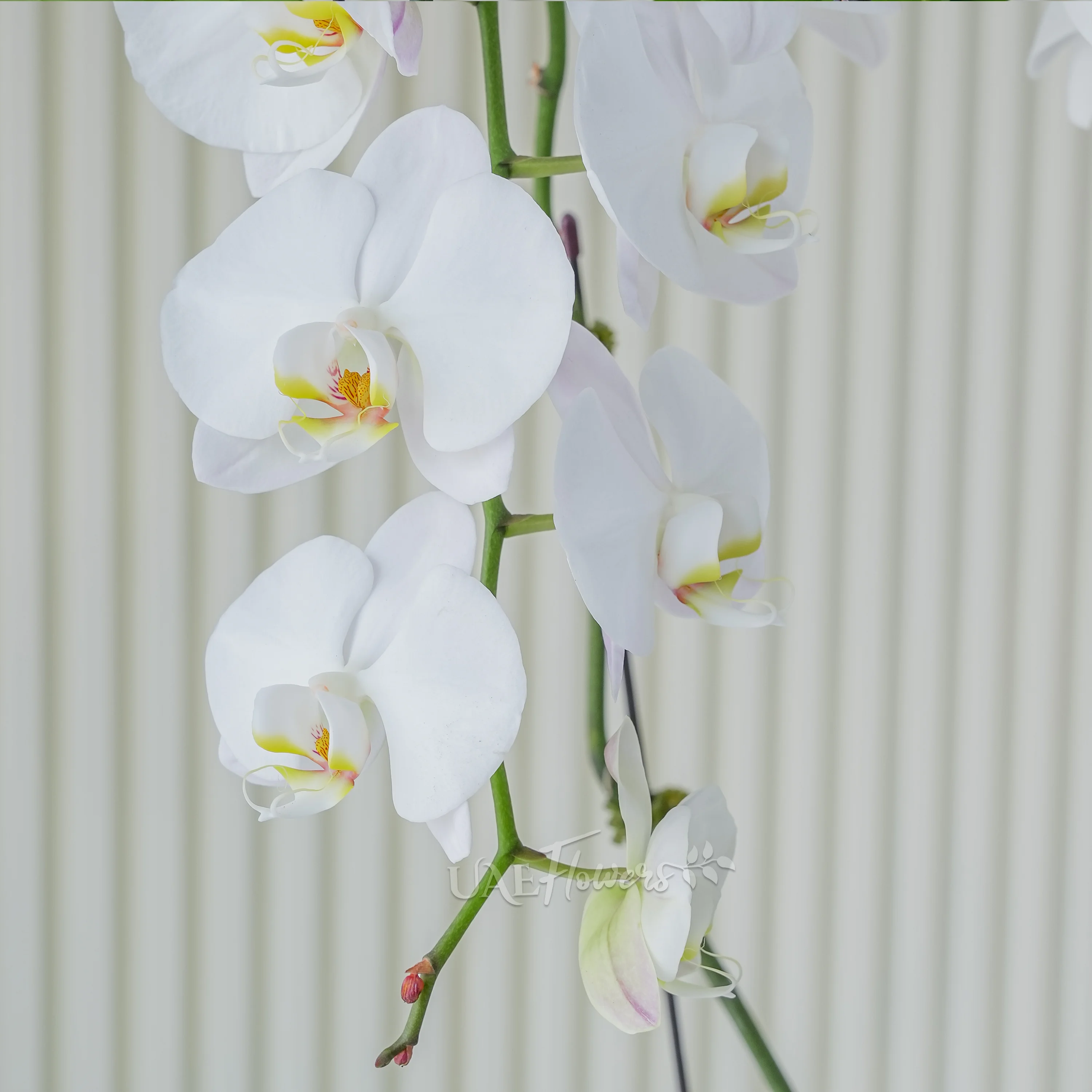 2 Stem of White Phalaenopsis Orchid in a pot