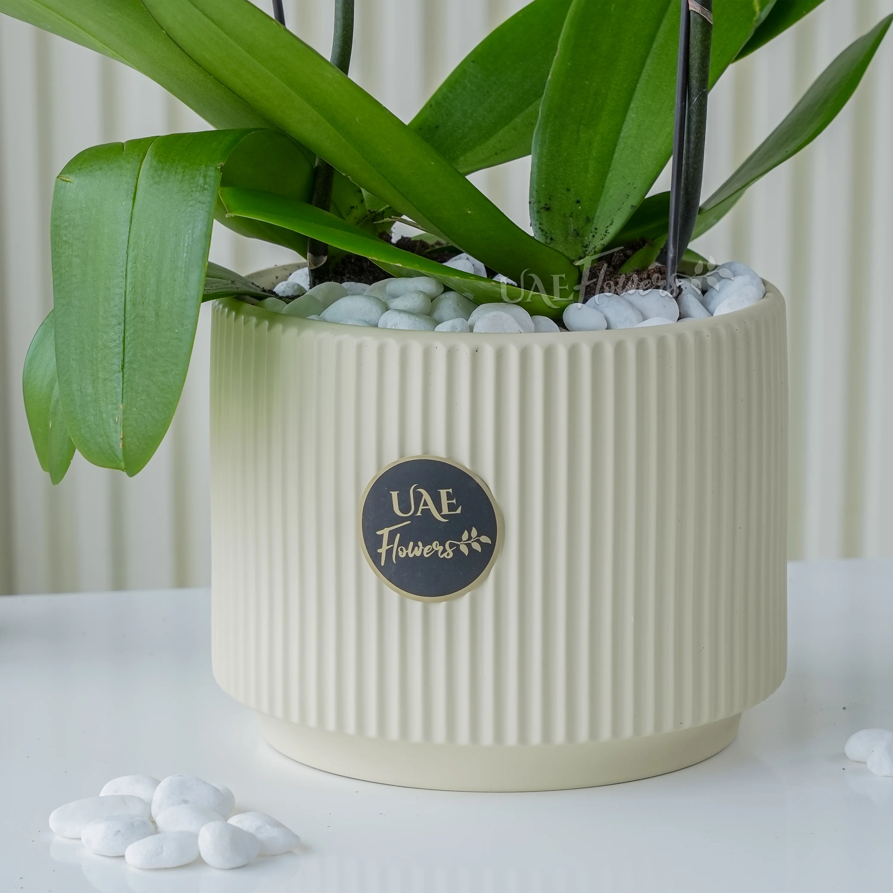 2 Stem of White Phalaenopsis Orchid in a pot