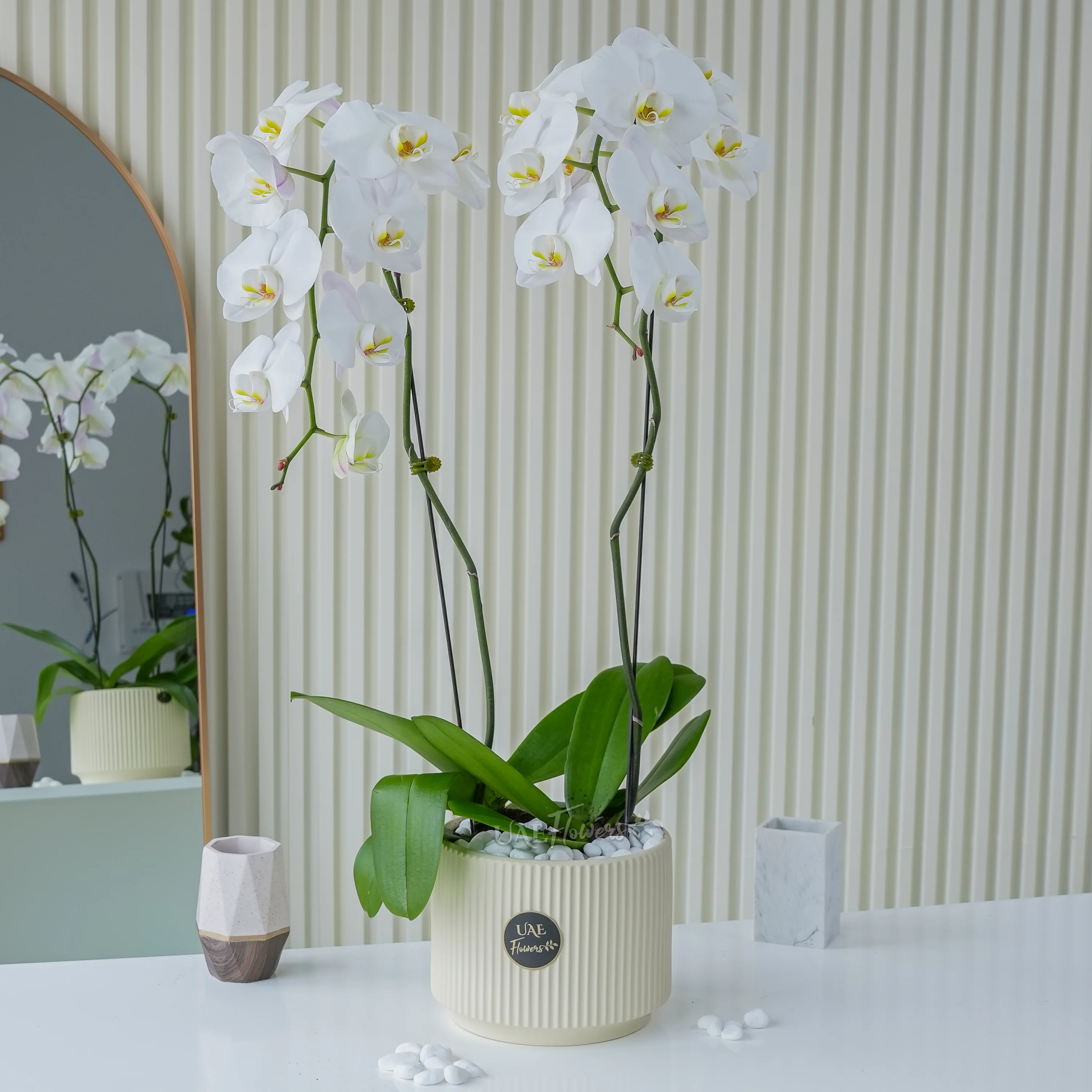 2 Stem of White Phalaenopsis Orchid in a pot