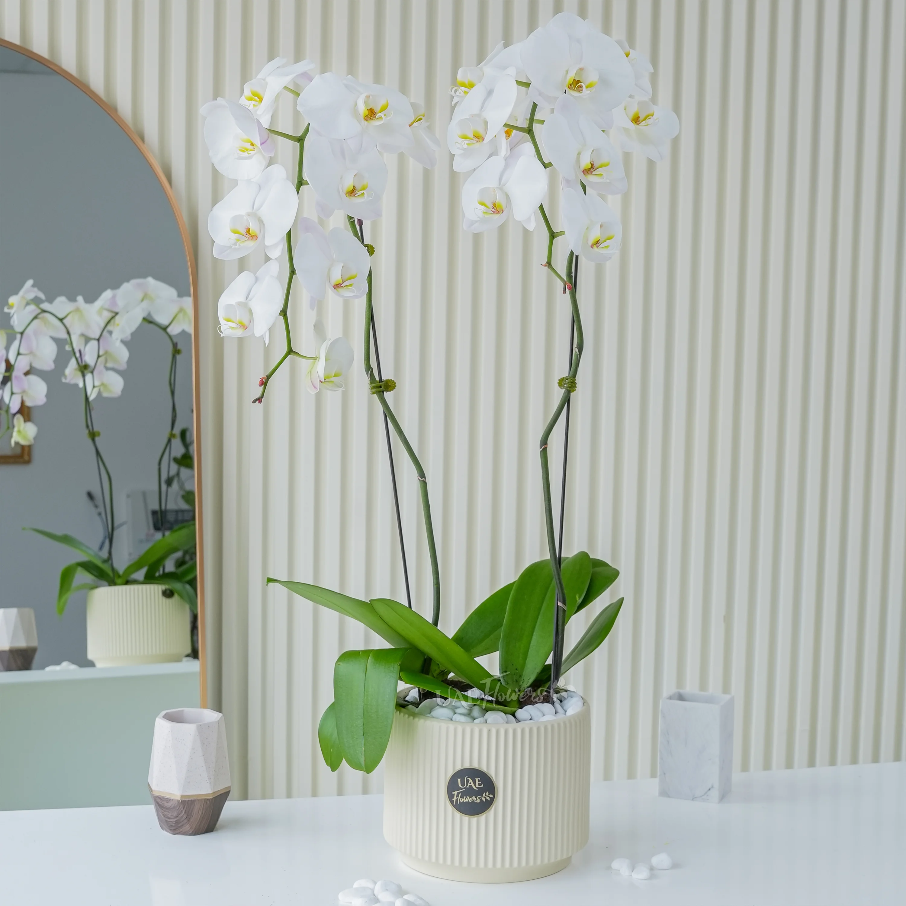 2 Stem of White Phalaenopsis Orchid in a pot