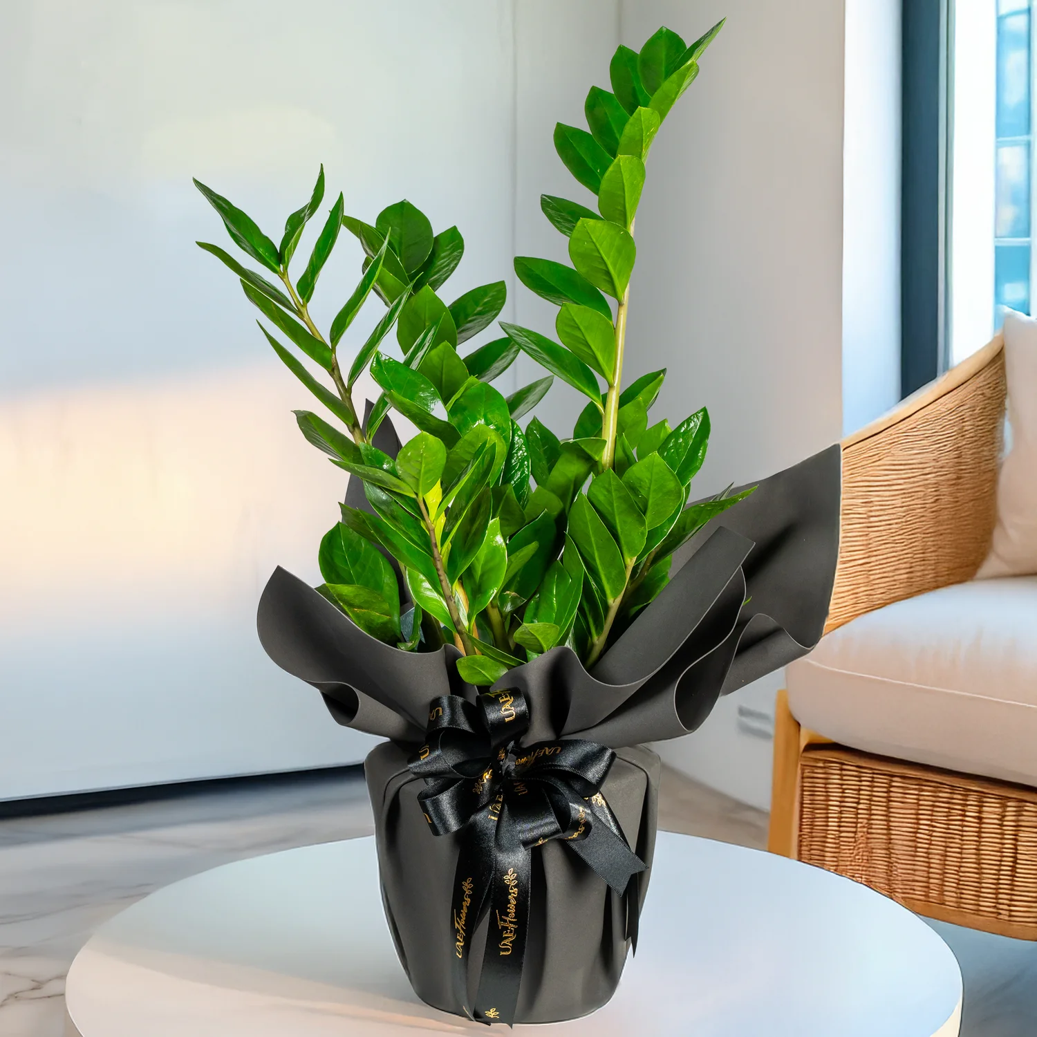 ZZ Air Purifier Plant (Zamioculcas zamiifolia)