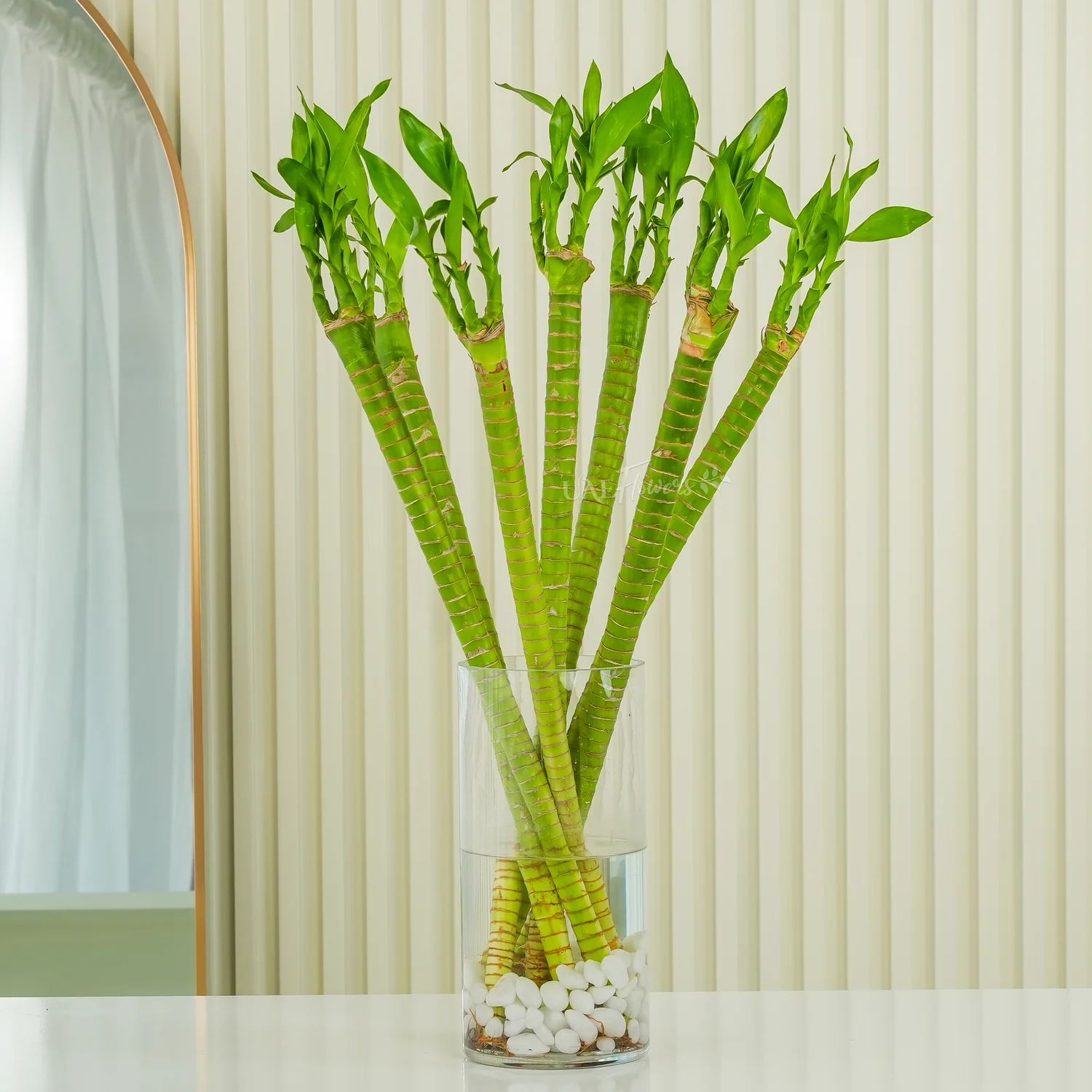 Lotus lucky bamboo in glass vase